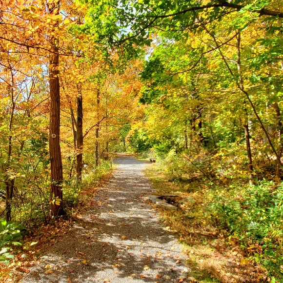 Jewelry - 5 ring Bundle for Page